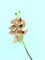 Цветок декор. орхидея 70см STMA8011 Вид1