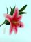 Цветок декор. лилия 44см SASP8157 Вид1