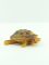 Подвесная декорация, настенная "черепаха", разм. 9x8.4x3.8cm, 252120000 Вид1