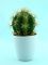 Растение декор. кактус в кашпо 7,5см SUSP8152 Вид1