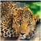 LIGRELL весы напольные леопард LBS-1821D Вид1