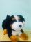Игрушка мягкая Собака Берн, 38 см, артикул: RS190172 Вид3