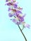 Цветок искусственный Ветка Орхидеи, артикул: 230 Вид2