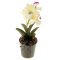 699210 Композиция орхидея в горшке 19*6 см кохлеатес Вид1