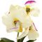 699210 Композиция орхидея в горшке 19*6 см кохлеатес Вид2