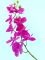 Цветок декор. орхидея 95см SASP8155 Вид1