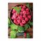 WILLMARK весы кухонные ягода WKS-318B Вид1