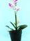 Растение декор. орхидея в кашпо 33см SUSP8153 Вид1