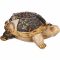 Статуэтка черепаха чарруа 12*8,5*5см 252-545 Вид1