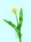 Цветок искусственный Тюльпан 62см, артикул: TIAG7642 Вид1