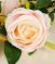 Цветы искусственные роза три бутона светло-розовый 8*80см 1659314 Вид2