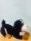 Игрушка мягкая Собака Берн, 38 см, артикул: RS190172 Вид4
