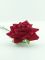 Цветок декор. роза 61см 19033-01620 Вид1