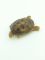 Подвесная декорация черепаха, размер: 13x10x5 см, артикул: 252120010 Вид1