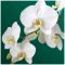 BGREEN салфетки столовые орхидея 3сл. 33*33см 20шт Вид1