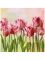 BGREEN салфетки столовые тюльпаны 2сл. 24*24см 50шт Вид1