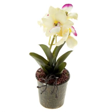 699210 Композиция орхидея в горшке 19*6 см кохлеатес