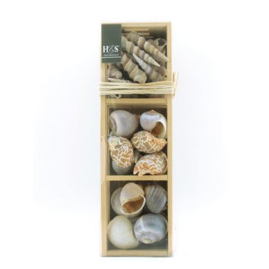 Ракушки морские лакированные в деревянной коробке, размер: 29.5x8.7x6.4 см, артикул: D22100000