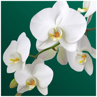 BGREEN салфетки столовые орхидея 3сл. 33*33см 20шт