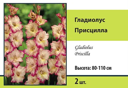Семена гладиолус крупноцветковый присцилла 2шт