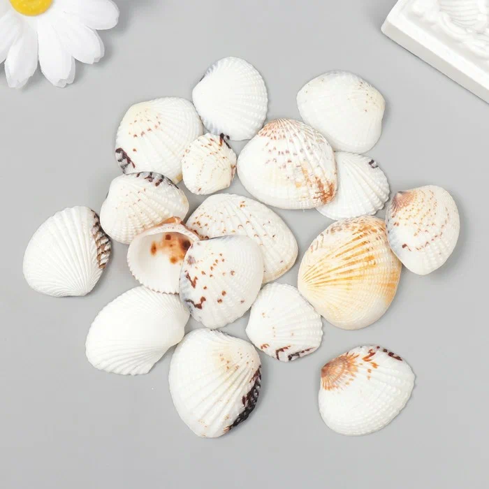Набор ракушек декоративных venus clam 20шт 6870479