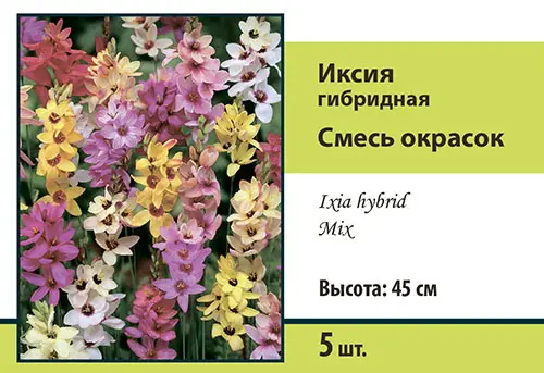 Семена иксия гибридная смесь окрасок 5шт