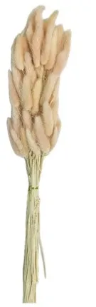 Набор сухоцветов лагурус 50шт 60см микс 2024-1375/272851