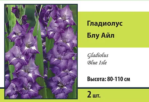 Семена гладиолус крупноцветковый блу айл 2шт