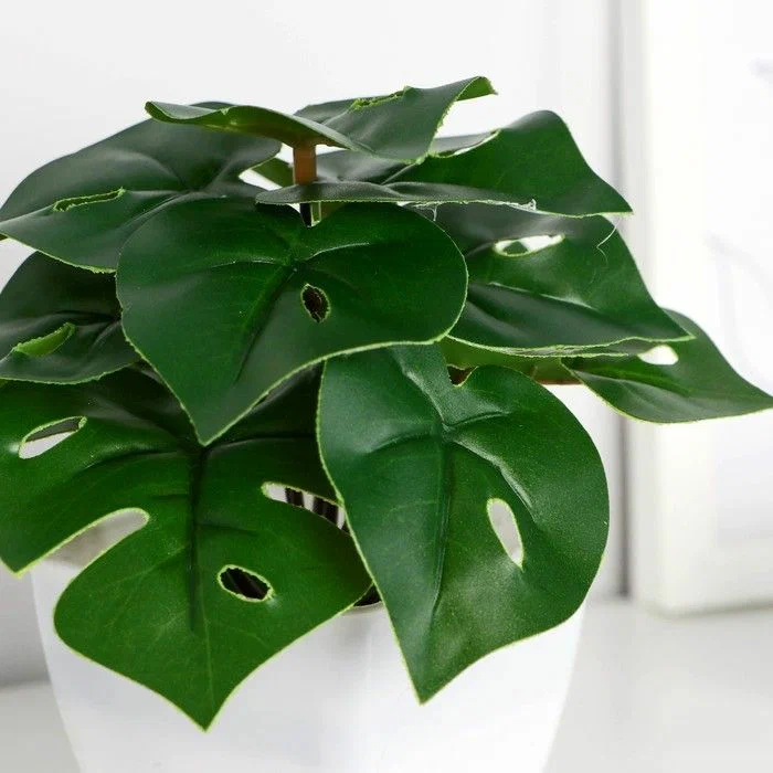 Монстера в горшочке EL230562