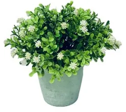 Растение Очиток в горшочке EL230553