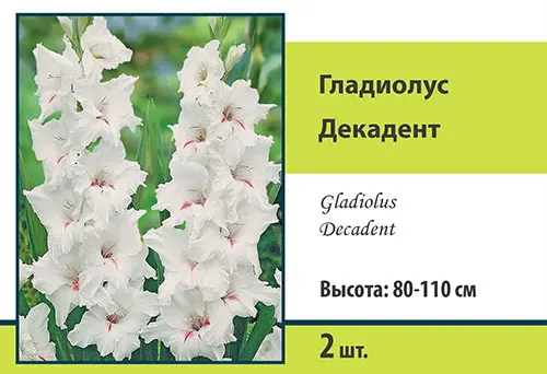 Семена гладиолус крупноцветковый декадент 2шт
