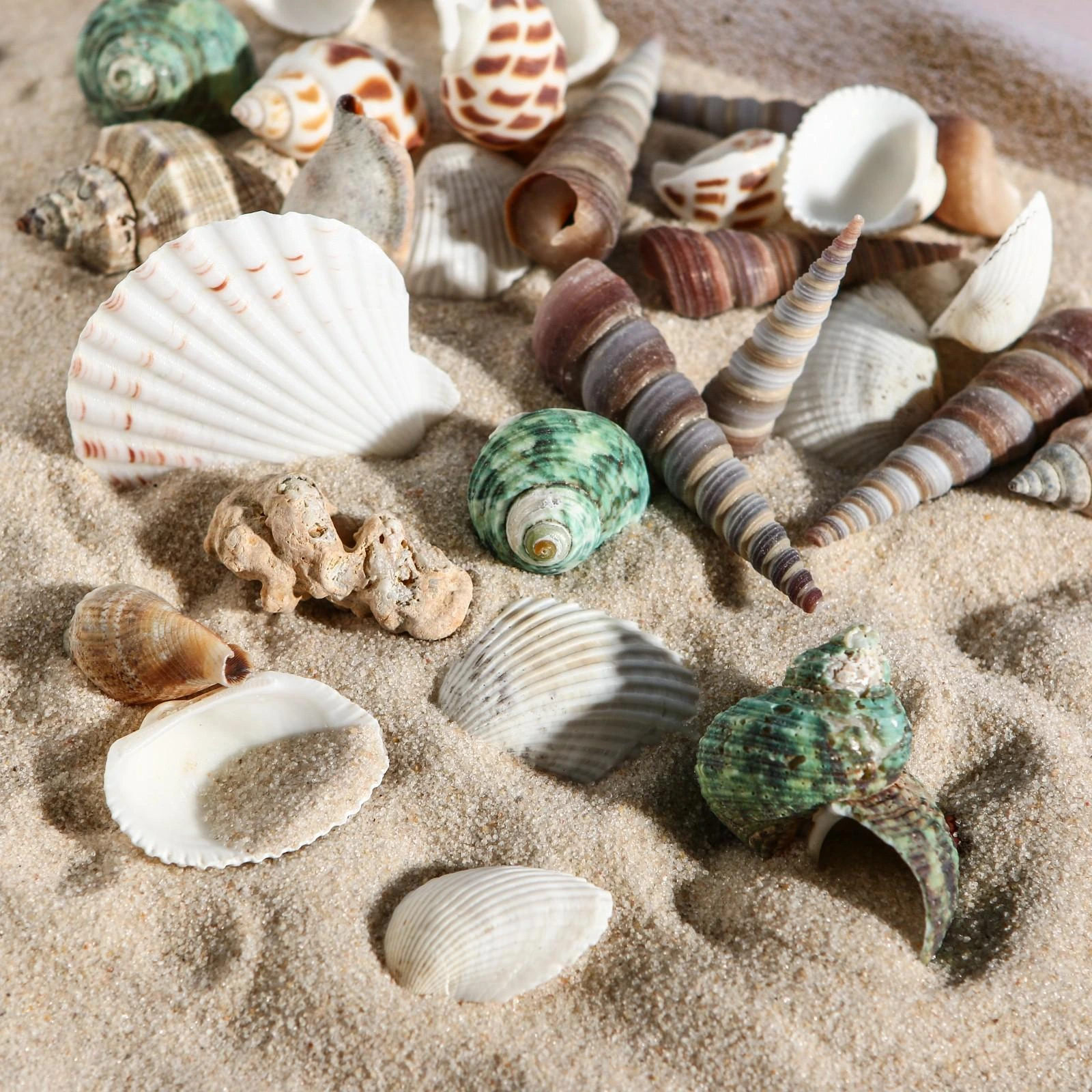 Набор ракушек декоративных №1 100г 1002240