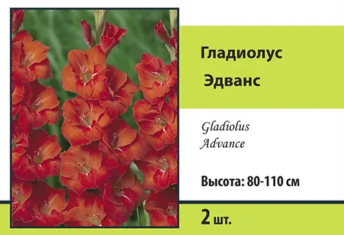 Семена гладиолус крупноцветковый эдванс 2шт
